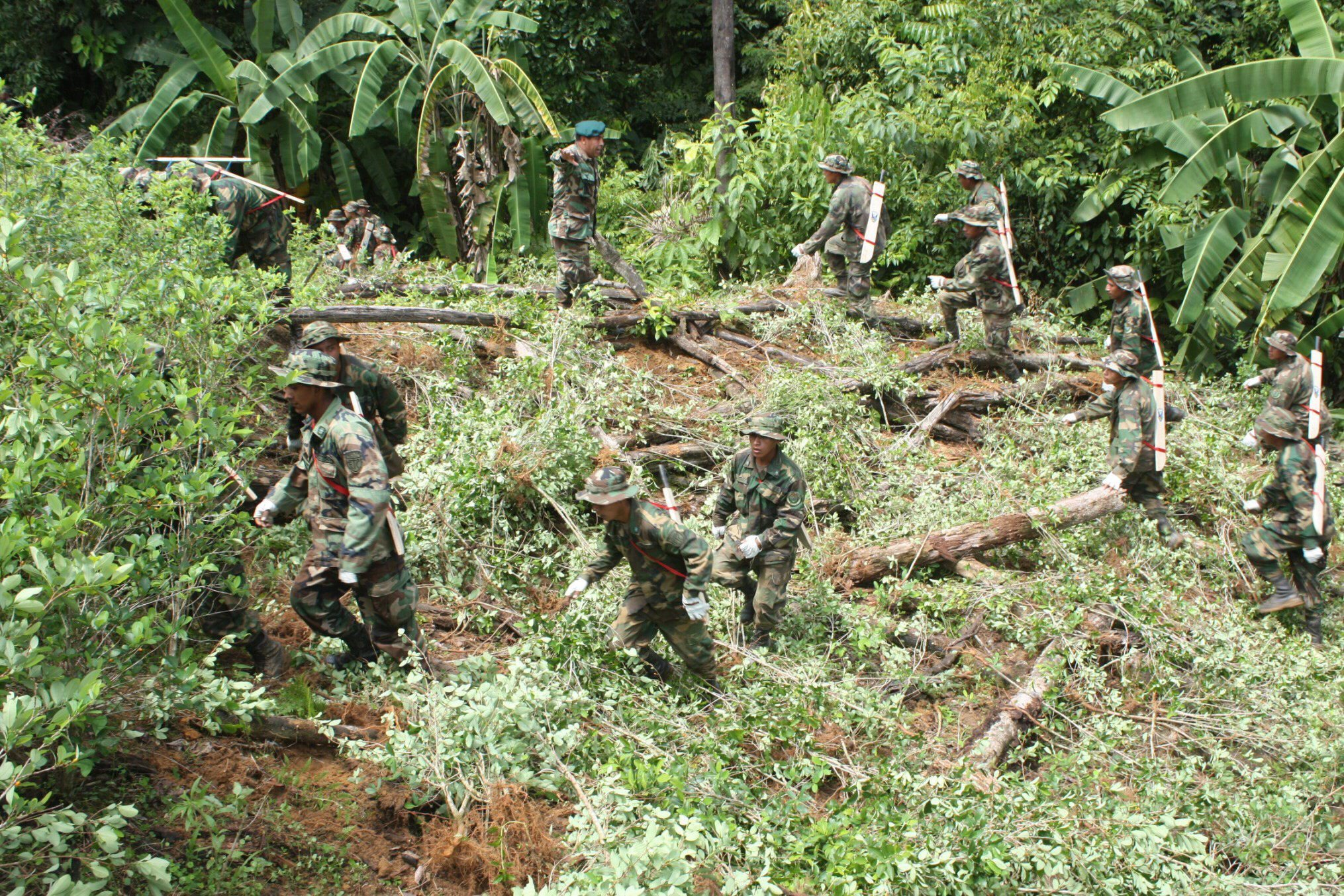 Colombia: record di coltivazioni di coca, politiche del governo non funzionano