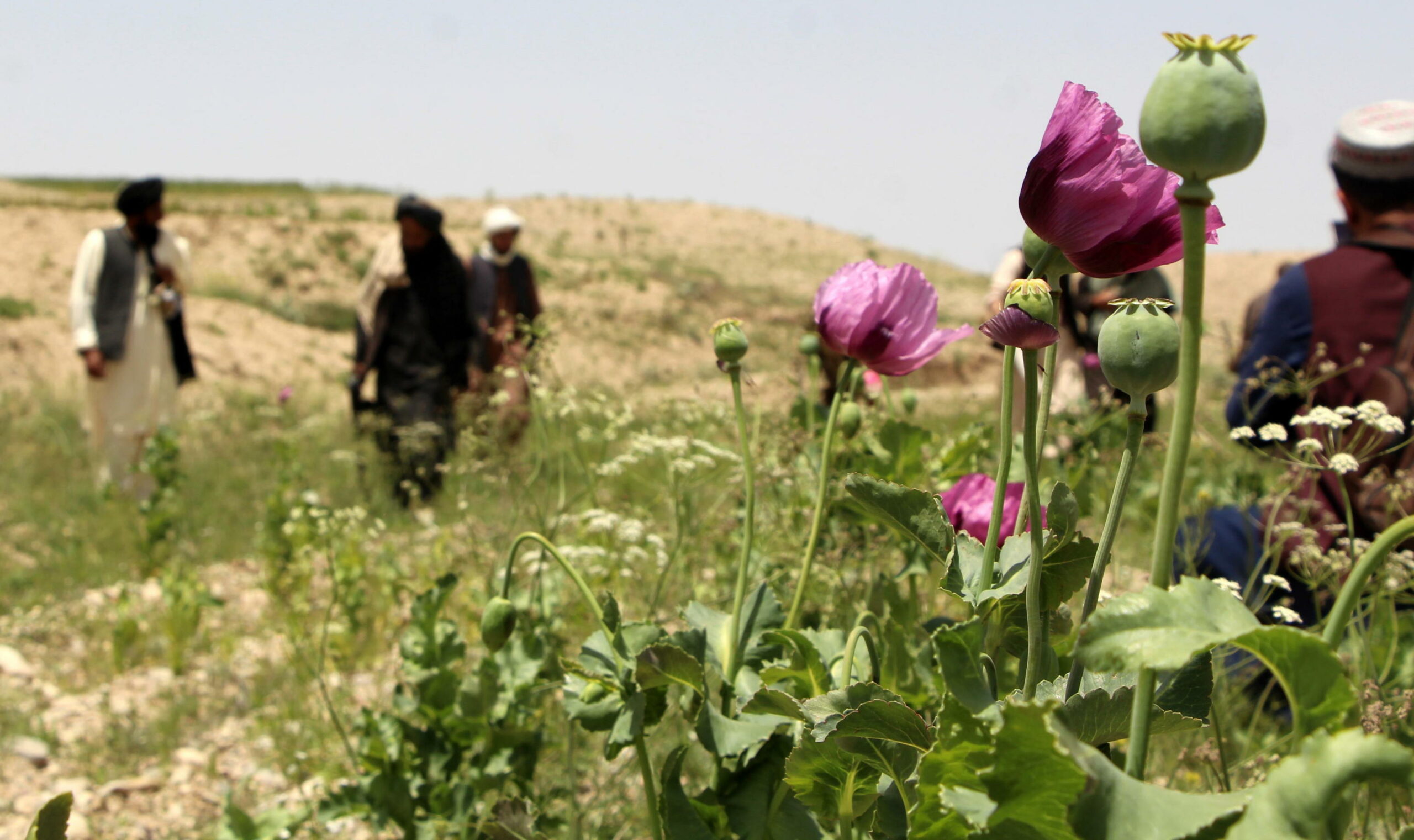 Afghanistan: produzione di oppio aumenta del 19% nonostante divieto dei talebani